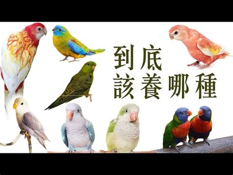 養什麼鳥好|【什麼鳥最好養】想要養寵物鳥？什麼鳥最好養？這7。